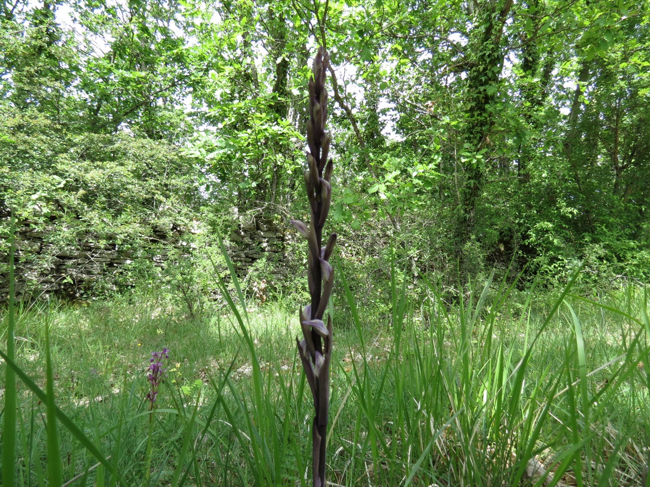 Limodore à feuilles avortées 1342